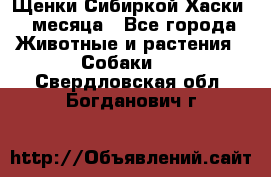 Щенки Сибиркой Хаски 2 месяца - Все города Животные и растения » Собаки   . Свердловская обл.,Богданович г.